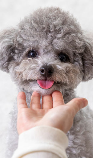 강아지 건강관리 @