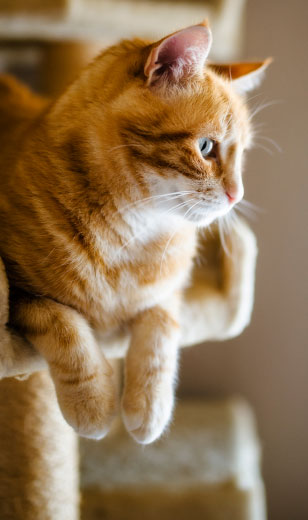 고양이 건강관리 @